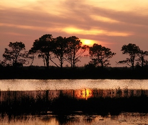 Rzeka, Drzewa