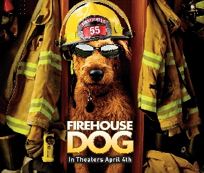 pies, strażak, Firehouse Dog