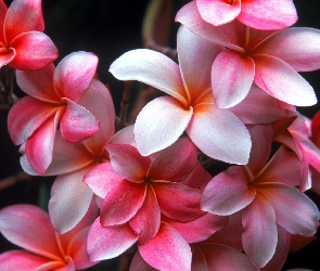 Hawajski, Kwiat, Plumeria