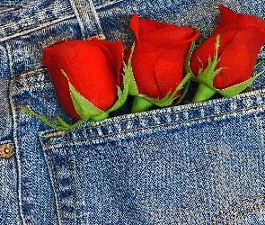 Kieszeń, Spodni, Róże