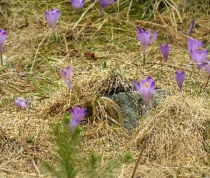 Polana, Chochołowska, Krokusy