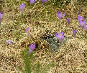 Krokusy, Chochołowska, Polana