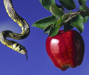 Jabłko, Owoc, Wąż, Zakazany