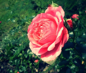 Krzew, Róż