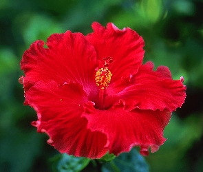 Hibiskus, Czerwony