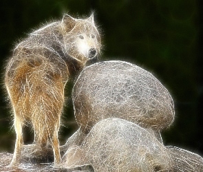 Wilk, Fractalius