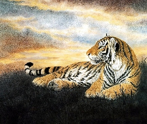 Tygrysa, Rysunek