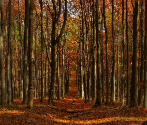 Las, Jesień, Ścieżka
