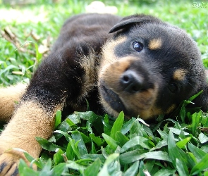 Słodki, Rottweiler, szczeniak