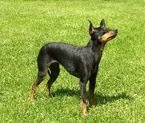 zielona, trawa, Angielski Toy Terrier