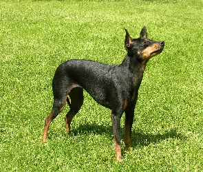 Angielski Toy Terrier, trawa, zielona