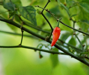 Czerwona, Papryczka