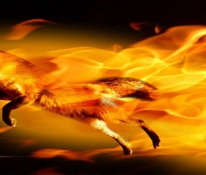 Firefox, Logo, Ognisty, Lis