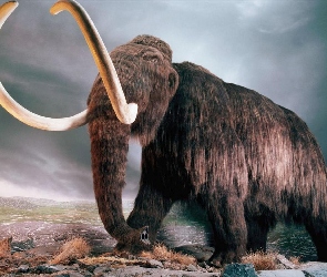 Długa, Trąba, Mamut