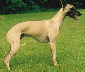 zielona, trawa, Whippet