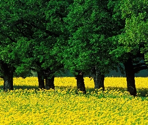 Zielone, Łąka, Żółta, Drzewa, Wiosna