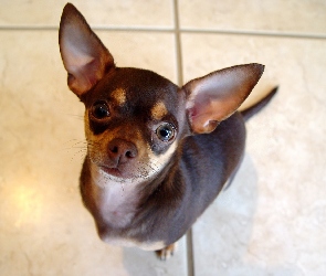 Chihuahua, Czarna