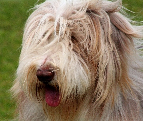 Bearded collie, Język