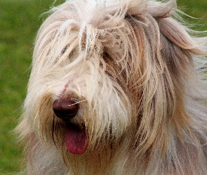 Język, Bearded collie