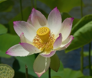 Lotosu, Kwiat