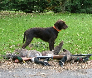 kaczki, zabite, Pudel Pointer, strzelba