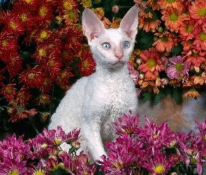 Biały, Devon Rex