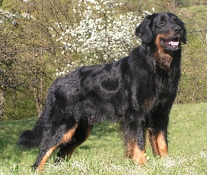 duży, Hovawart