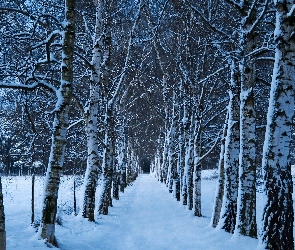 Las, Śnieg, Zima