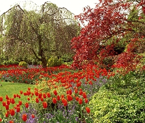 Królowej, Tulipany, Czerwone, Elżbiety, Park