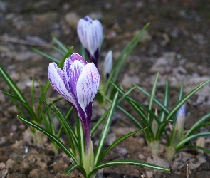 Wiosenne, Krokusy