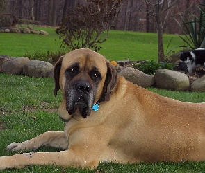 kot, ogród, Mastif angielski, Mastiff