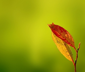 Listki, Gałązka, Dwa