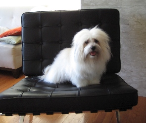 Coton de Tulear, fotel