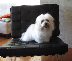 fotel, Coton de Tulear