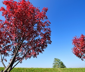Drzewa, Czerwone