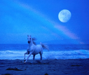 Koń, księżyc, woda, morze