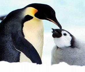 Mały, Mama, Cesarski, Pingwinek