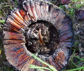 Drzewa, Pień