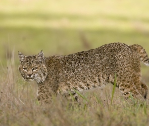 Cętkowany, Ryś