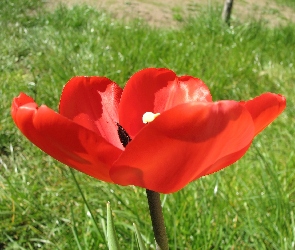Czerwony, Tulipan