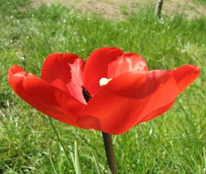 Tulipan, Czerwony