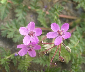 Fioletowe, Kwiatki, Śliczne