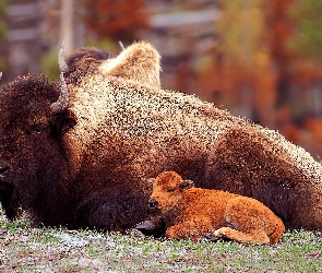 Żubr, Mama