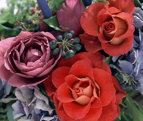 Róże, Przybranie, Fioletowe