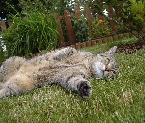 Trawnik, Kot