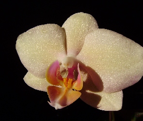 Storczyk, Phalaenopsis