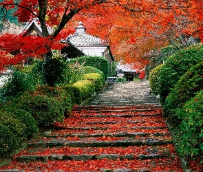 Dom, Liście, Drzewo, Schody, Japonia
