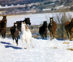 stado, śnieg, Konie