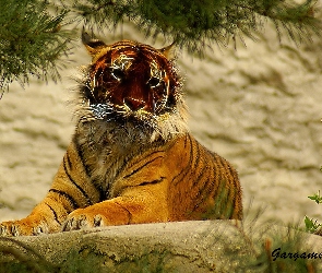 Wrocław, ZOO, Tygrys