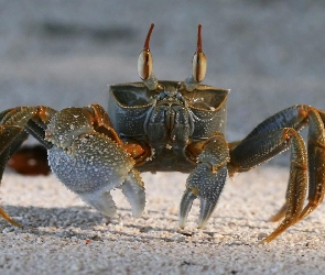 Krab, Szczypce